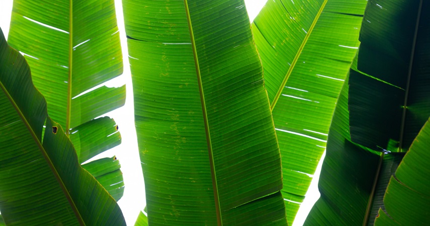 Pohon daun pisang