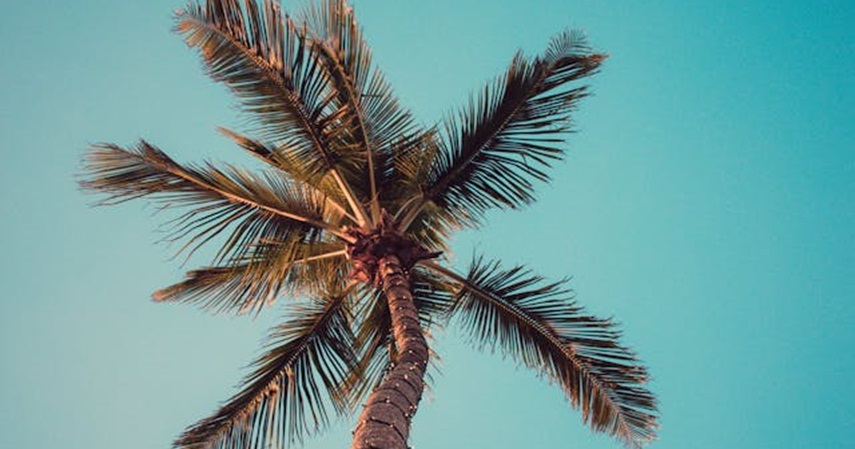 Pohon kelapa 