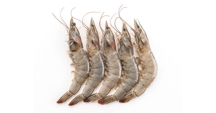 Udang 