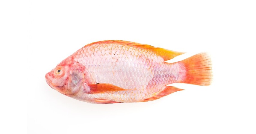 Ikan kakap merah