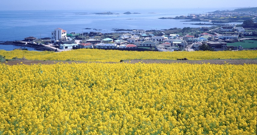 Pulau Jeju