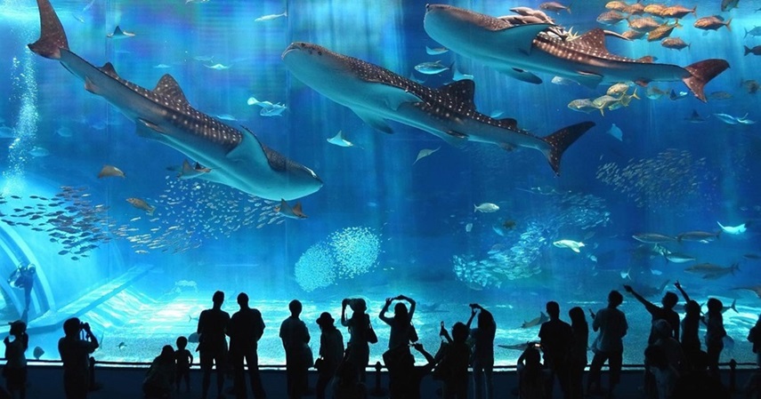 Coex Aquarium 